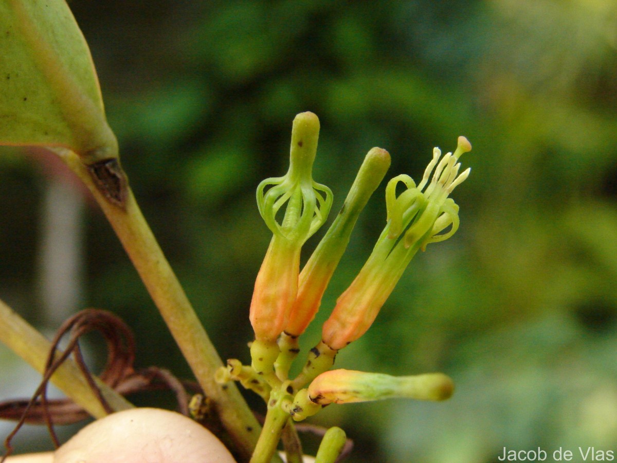 Dendrophthoe neelgherrensis (Wight & Arn.) Tiegh.